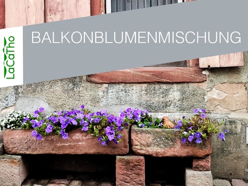 Balkon blumen mix stauden - mix,