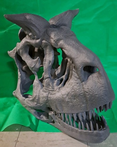 Carnotaurus schädel - carnotaurus,
