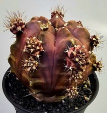  Sehr schöner Gymnocalycium