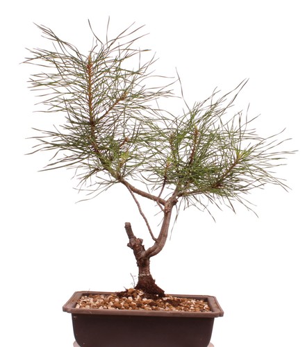 Bonsai pinus sylvestris - pinus,