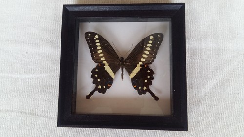 Bild echter schmetterling - bild,