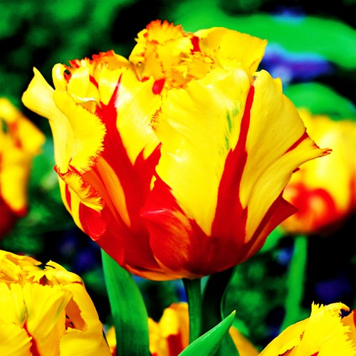 Tulpen blumenzwiebeln zwiebeln - tulpen,