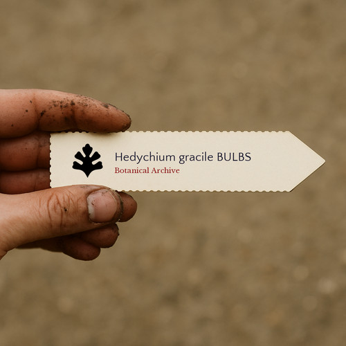 Hedychium gracile bulbs seeds - hedychium,