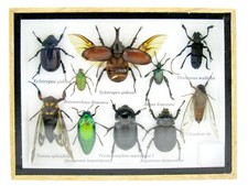 Einzelstück - echte