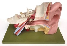 SOMSO Vintage anatomisches