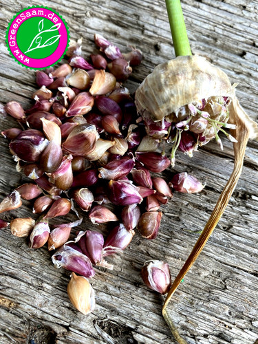 Ljubascha knoblauch - ljubascha,