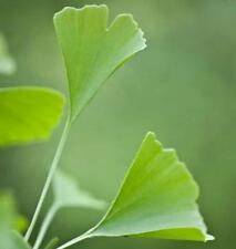 Fächerblattbaum Menhir® 80-100cm - Ginkgo biloba