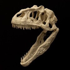 Allosaurus schädel replik - schädel,