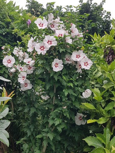 Hibiskus eibisch pflanze - 15,