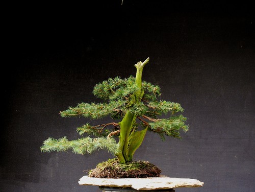 Bonsai outdoor winterhart
