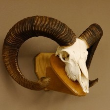 Mufflon (Ovis gmelini musimon) Widder Geweih Schädeltrophäe HL 79 cm Schild
