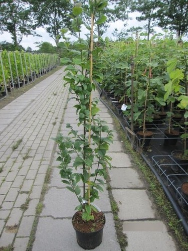 Carpinus betulus lucas - lucas,
