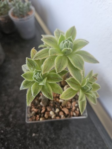 Sukkulente aeonium simsii - aeonium,
