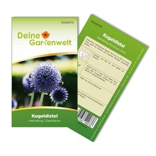Kugeldistel  Samen - Echinops ritro - Kugeldistelsamen