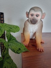 Affe Kapuzineräffchen