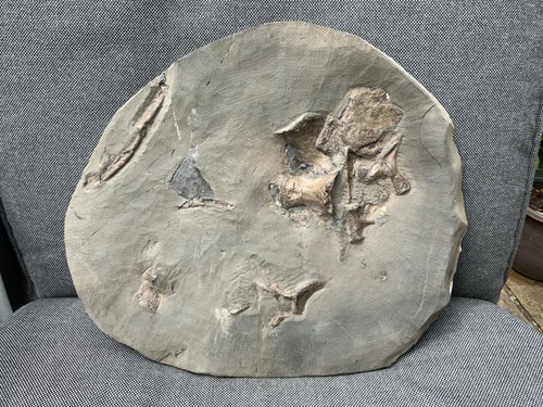 Seltenes jura fossil krokodil - seltenes,