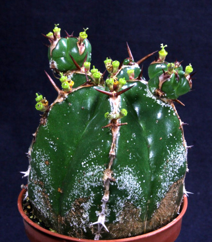 Blühende euphorbia - blühende,