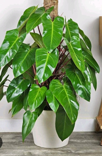 Philodendron erubescens red - 2,