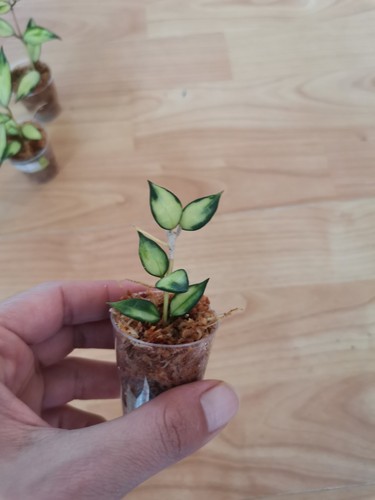 Hoya lacunosa variegata - hoya,