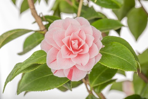 Camellia japonica bonomiana - camellia,