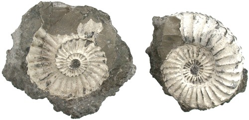 Lias pleuroceras spinatum - lias,