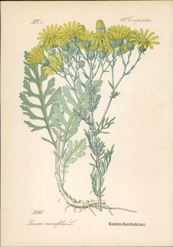 Chromolithographie - ,