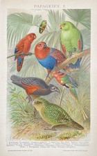 antike Grafik Vögel