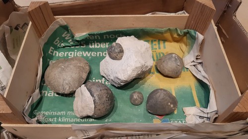 Kreide micraster seeigel - kreide,