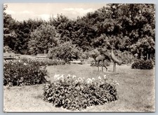 AK Forst Lausitz Rosengarten 