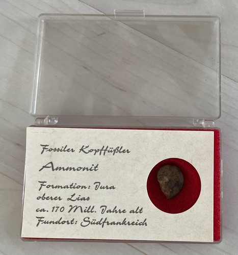 Ammonit kopffüßler - ammonit,