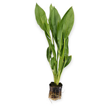 Echinodorus bleheri - Große Amazonas Schwertpflanze Topf Aquarienpflanze