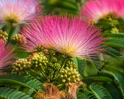 Albizia julibrissin - 🌸,