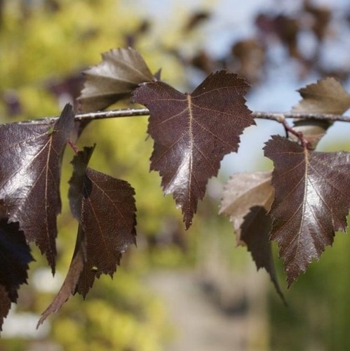 Blutbirke purpurbirke purpurea - blutbirke-purpurbirke,