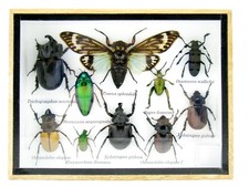 Einzelstück - echte