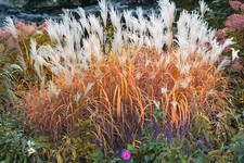 1 x Miscanthus sinensis