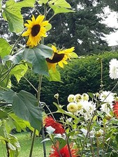 Staudenhalter Handarbeit