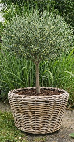 Van der leeden drypot rattan - der,