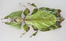 BM751. Unmounted insect: Leaf