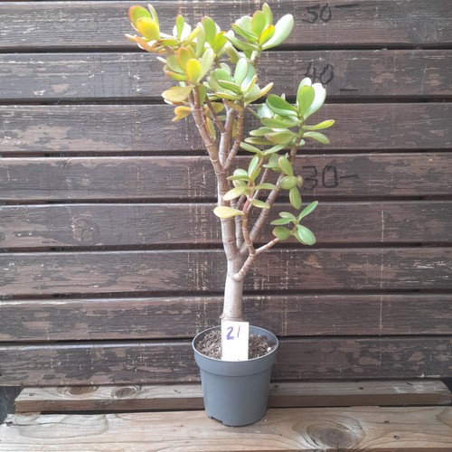 Geldbaum pfenningbaum crassula - pfenningbaum,