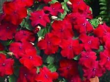 Fleissiges Lieschen 'F1 Beacon