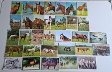 32 Postkarten Motiv Pferd