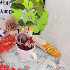 Kaffeebaum Coffea arabica ===