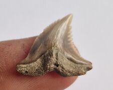 SELTENER fossiler Snaggletooth