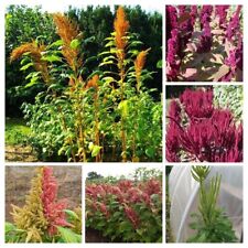 BUNTE AMARANT SAMEN MISCHUNG -