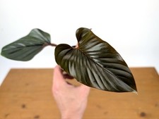 Philodendron Squamicaule Blood