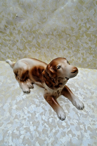 Alter hund liegend - alter,
