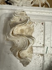 Riesenmuschel, Tridacna gigas