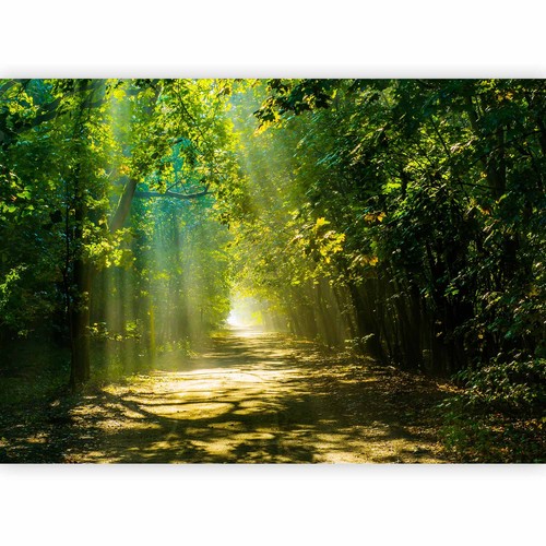 Wald landschaft natur - landschaft,