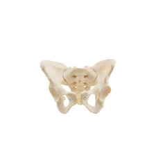 Anatomisches Beckenmodell