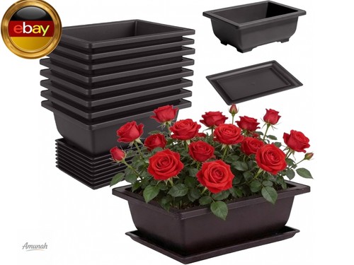 Stück bonsai - 8,